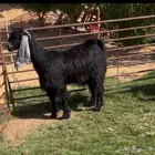 3 جفرات عوارض جذعات