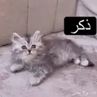 قطط كيتن