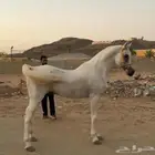 حصان واهو البيع شعبي