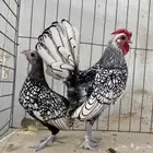دجاج سبرايت جوز