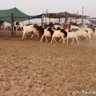 مراح شياه برابر نظيف