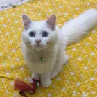 قط ذكر سكوتش مهجن مع شيرازي