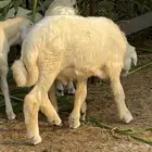 للبيع خروف حري ( تم البيع )