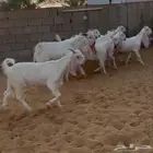 12 جفره بيض بالتيس