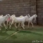 جفار نوادر بررص