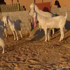 5 معزا بيض جبرات
