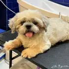 كلب شيتزو للتبني رسوم التبني 500 للمصداقيه