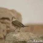 دخل فورد فكتوريا