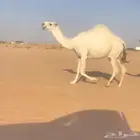 ناقه لقحه كفووو فوق البداوه