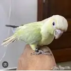 مطلوب شراء جوز منتج كنيور منت نعناع