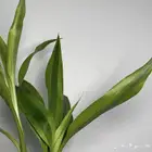 تبوك ساق البامبو بسعر الجملة