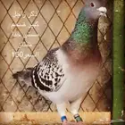 حمام زاجل سباق