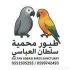 انثى كنيور يلو سايد رد فاكتور