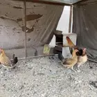 سلام اعرض لكم دجاج عربي