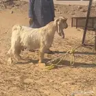 تيس