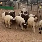 القيصومه انعيم عدد12