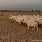 غنم حريات عددها 53 راس تحتها 5 بهم