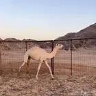 عرض بكره