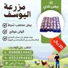 بيض بلدي مخصب