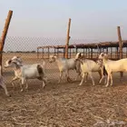 جفار صنف للبيع