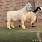 تبس مصري ابيض ( اجم )