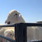 غنم