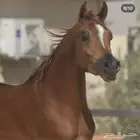 اسطبل ابودانه للخيل العربيه