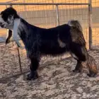 تيس جذع خصم له مقطع وهو يقرع مرفق صورت امه