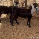 جفرات وتيوس مخاصي