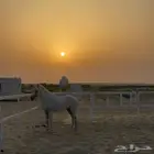 غرف خيل للايجار الدمام طريق الرياض