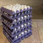 بيض مخصب