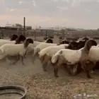 جدعات نعيمي صنف مقنوي طيبة