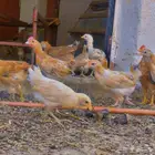 دجاج بلدي