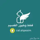 نعرض الطيور والقطط