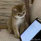 سكوتش ستريت بيور
