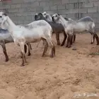 4 رخال سواكن وخروف درمانيات