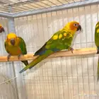 فروخ صن كنيور تم البيع
