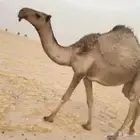 للبيع صفرا كفو
