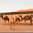 تفصيل مضلات أبل و غنم