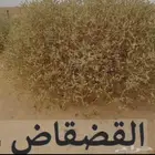 عشبة القضقاض