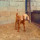 كلهاري تم البيع