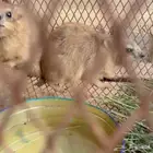 ذكور وبر نجدي بري