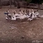 وز نوعين عايدي ومفتل