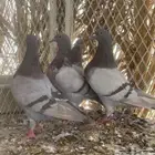حمام فرنسي سلفر