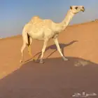 بكار وضح