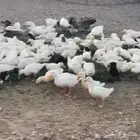 بط بكيني وحمام فرنسي