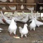 حمام فرنسي للبيع املج أملج