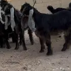 13 جفره وتيسين عوارض خصم