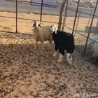 جذعان 7 شهور