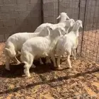 بهم حري فاخر